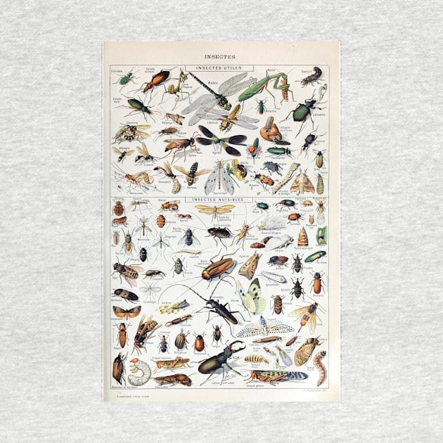 Vintage French Adolphe Millot Insects by pdpress